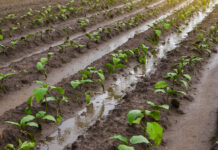 Above-average rainfall on the way