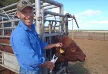 Pestivirus-free cattle, for free