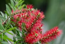 Botanic gardens’ fight against fungus