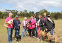 Who let the dogs out?