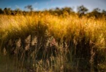 No love for invasive lovegrass