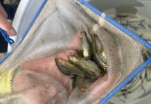 Sanctuary for Yarra Pygmy Perch