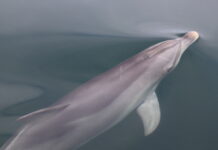 Dolphin drone concerns