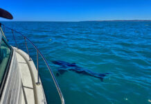 Shark sightings through late January