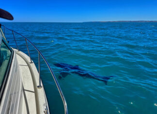 Shark sightings through late January