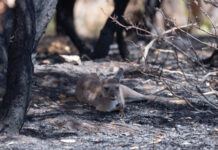 Scars of Deep Creek fire revealed