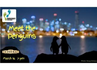 Penguins on the big screen