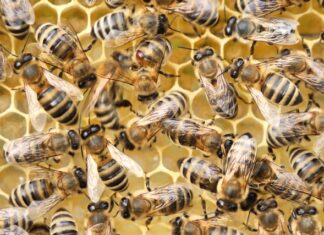 Varroa Mite event in Victor Harbor