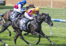 Angove McLaren Vale Plate