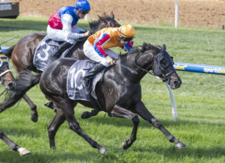 Angove McLaren Vale Plate