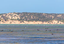 Destination – Coorong National Park
