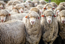 Flock to workshop