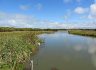 Community steps into science at Blue Carbon Training Day
