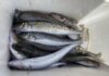 No-go fish: Fishing closures for southern calamari, garfish in Gulf St Vincent