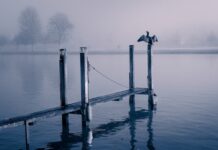Art of Photography