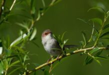Turning backyards to bushyards