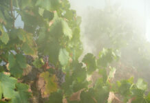 De-alcoholisation tech can help fix bushfire faults in wine