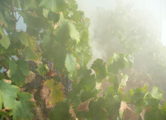 De-alcoholisation tech can help fix bushfire faults in wine