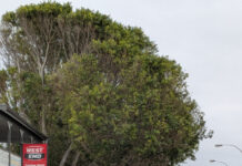 Future of street trees in doubt