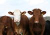 Modest growth ahead for farmers