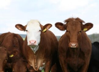 Modest growth ahead for farmers