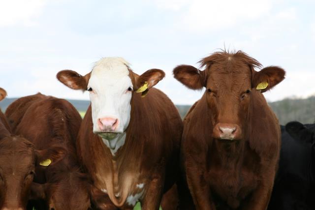 Modest growth ahead for farmers